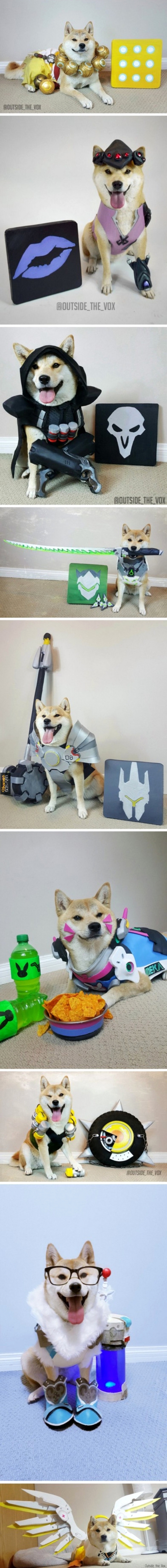 Doge cospalyer