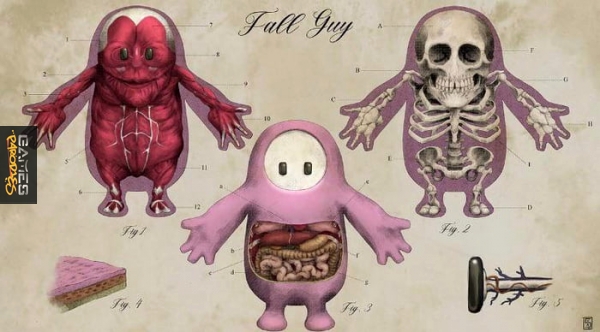 Fall guy anatomy