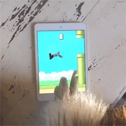 Flappy human