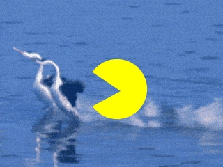 Pac-attack