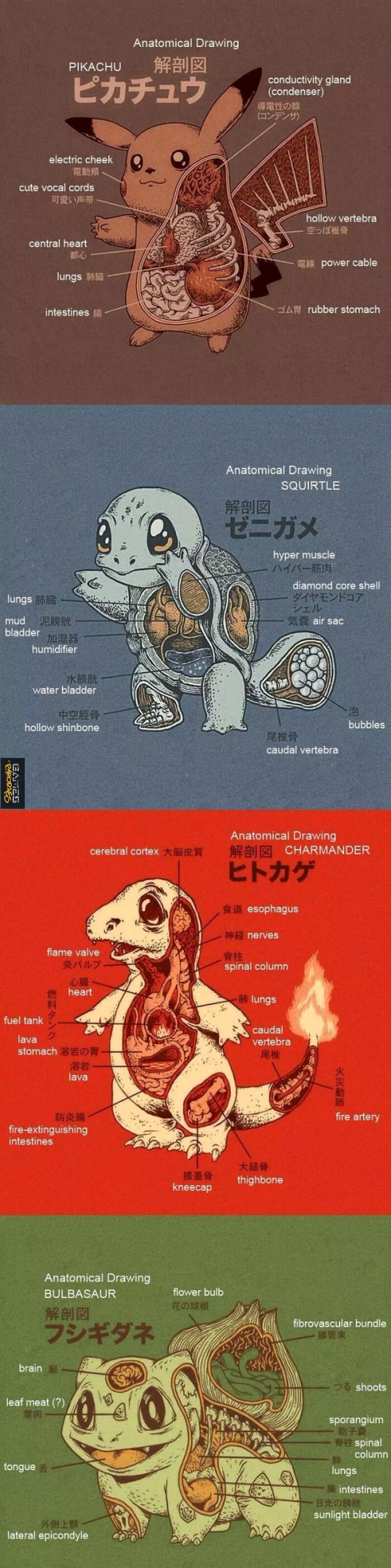Pokemon anatomy