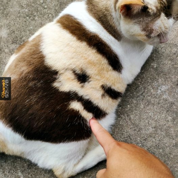 Zangiefs cat
